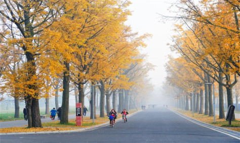 电子科技大学银杏大道