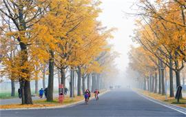 电子科技大学银杏大道