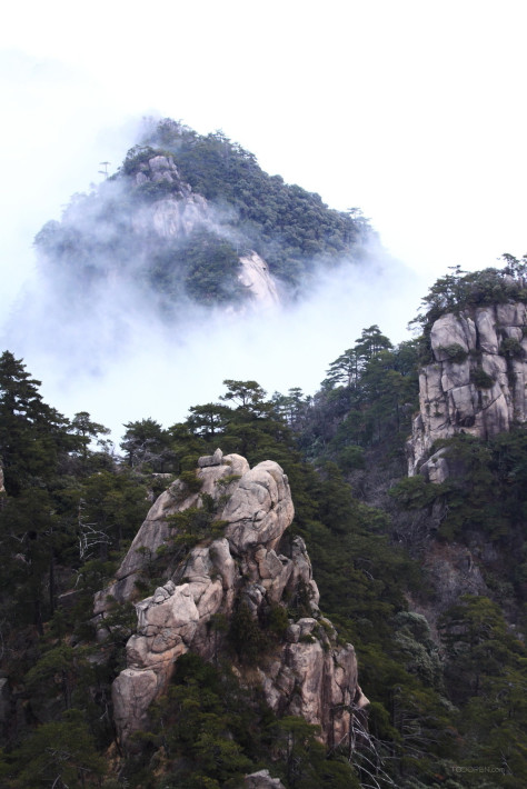 安徽黄山奇松风景图片-13