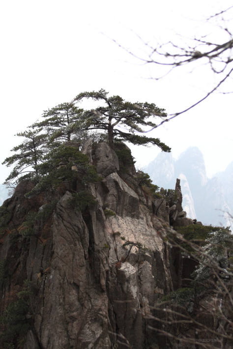 安徽黄山奇松风景图片-02