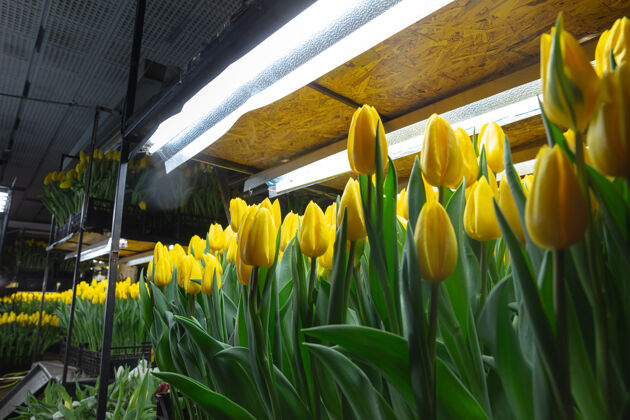 农场在温室里种植郁金香是为了庆祝你的生日花店农业田地