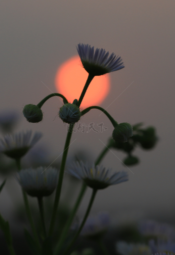 夕阳下的野花