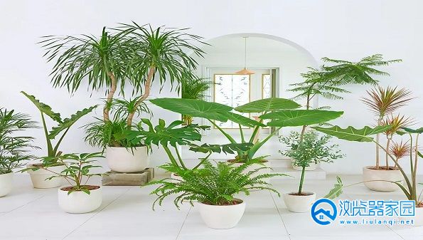 专门买绿植的app-买植物的app-绿植植物批发软件