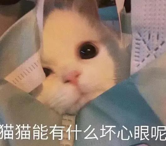 猫猫能有什么坏心眼呢是什么梗？猫猫能有什么坏心眼呢表情包[多图]