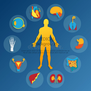 器官 男人 诊所 人类 医学 科学 信息图形 生物学 身体插画
