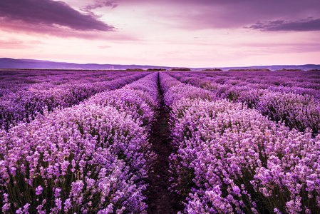 盛开在夏天日落的紫色颜色下的薰衣草花田照片