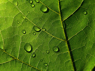 深绿色叶与滴雨照片