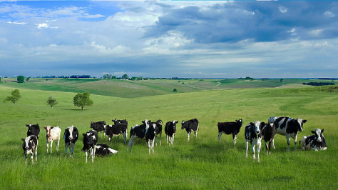2021年 奶牛“口粮”会更贵吗