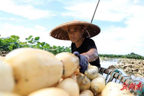 “藕”遇丰收季