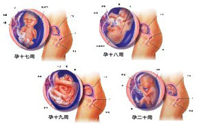怀孕五个月胎儿发育过程图