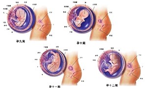 怀孕三个月胎儿发育过程图