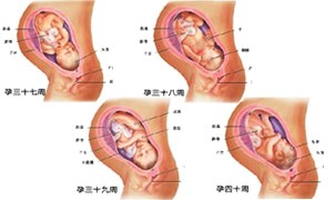 怀孕十个月胎儿发育过程图