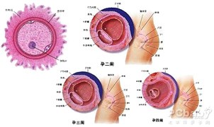 怀孕一个月胎儿发育过程图