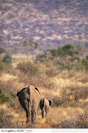 非洲野生大象·草地上奔跑的大象背影