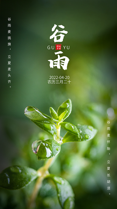 清新谷雨绿植露珠手机海报