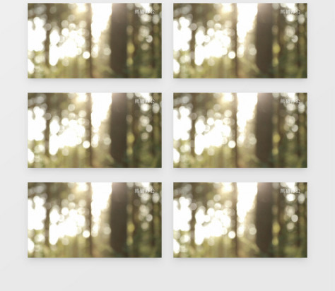 森林树林阳光模糊散景实拍视频素材no.2