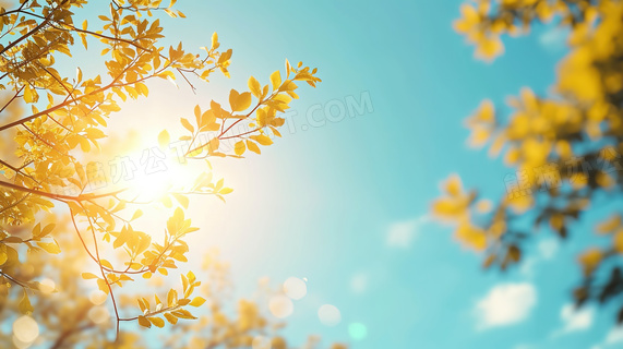 春季阳光照射下的枝叶图片