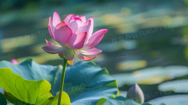 夏天池塘荷花莲花夏日清新唯美高清图片