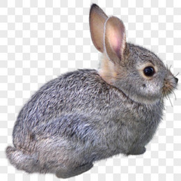 动物素描动物素材 兔子