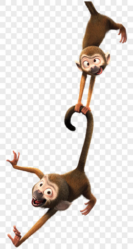 动物  猴子  悬挂的猴