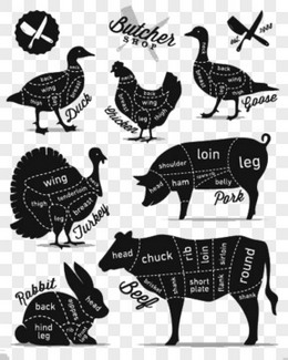 各种动物肉类分解图