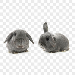 兔子 黑兔子 垂耳兔 可爱 动物 宠物