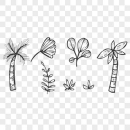 手绘线稿椰子树热带植物元素