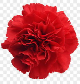 鲜花边框素材花卉 红色康乃馨