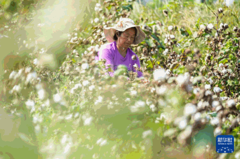 湖南南县：棉花喜丰收