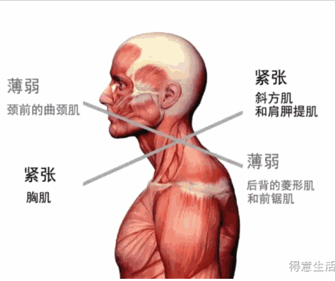 一篇文章解决含胸驼背的问题！