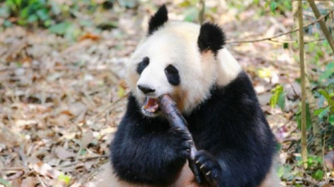 旅美大熊猫一家口吐白沫？