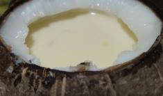 椰子牛奶炖蛋(含终极开椰子大法)