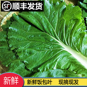 顺丰包邮东北打饭包菜叶大白菜叶包饭叶蘸酱菜打包叶新鲜现摘即食