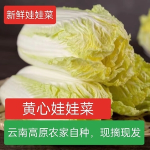 黄心娃娃菜吇高山娃娃菜新鲜生吃鲜嫩脆甜火锅菜黄心大白菜农家菜