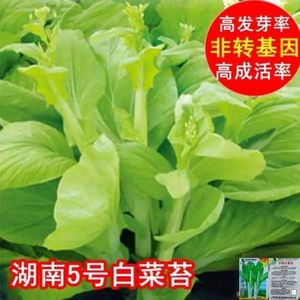 四季白菜苔种子优质菜心白菜苔苗农家新鲜蔬菜种子四季播种菜园种