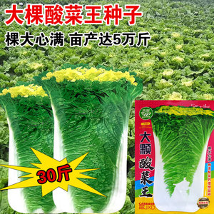 东北大白菜种子农乐酸菜王腌制酸菜鲜秋季种植冬季储藏蔬菜种籽孑