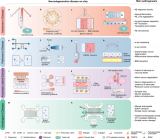 用于构建神经退行性疾病模型的微流控类器官芯片研究进展