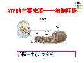 细胞呼吸课件