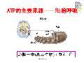 细胞呼吸课件