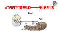 细胞呼吸课件