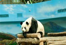 亚布力熊猫馆景点图片