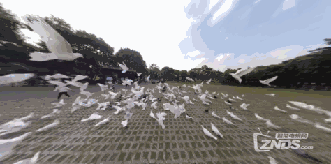 VR全景视频：“鸽”舞飞扬