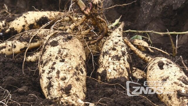 [4K高清]鹿儿岛雾岛町蒸馏所[2160P/MP4/428M]