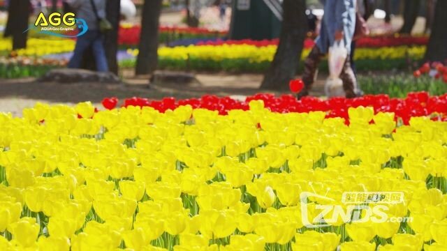 [4K高清]ネモフィラとチューリップの絶景爠弰愰眰屭汭園[...