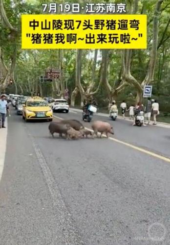 中山陵惊现7头野猪