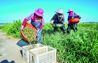 盛夏好时节 农户采菱忙