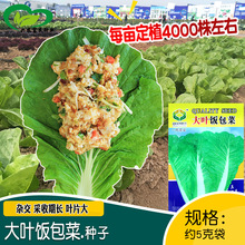 大叶饭包菜种子 农田菜园盆栽阳台种植杂交叶片大饭包白菜籽