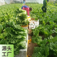 打饭包的新鲜大白菜叶子东北饭包叶包饭包菜叶农家蘸酱小菜包邮