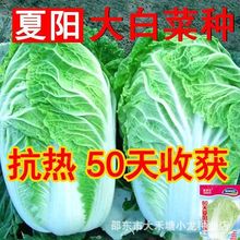 夏阳50天夏季高温种孑夏绿白包心菜种子耐热白菜四季夏秋播菜种籽