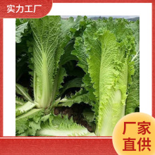 贵州农家自种食用新鲜蔬菜大白菜青口白菜叶子菜甜脆香菜500g包邮